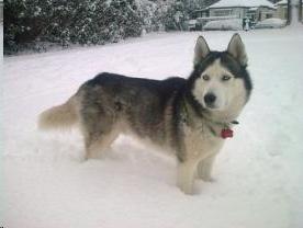 Siberian Husky in London Snow - by huskyboy.