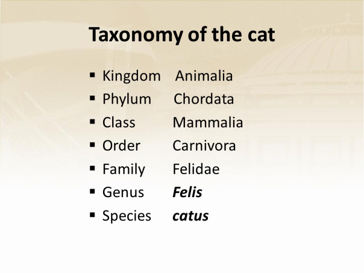 felis catus scientific name