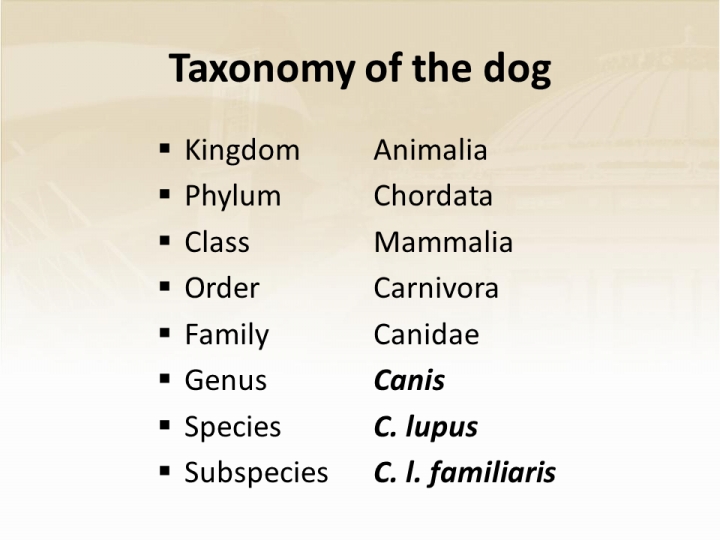 Dog Scientific Classification Chart