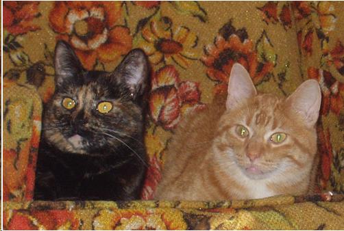 Photo of two cats.