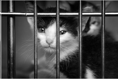 Photo of a kitten behind a cage door.