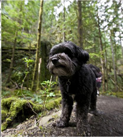 Picture of a dog in the woods