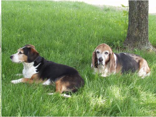 Picture of two dogs on lawn