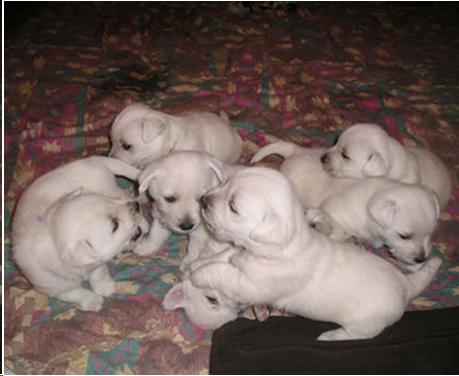 Picture of puppies at four weeks