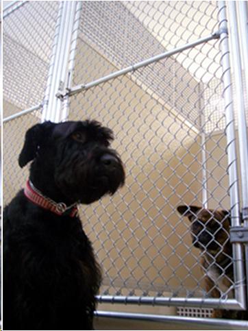 Picture showing dog kennel