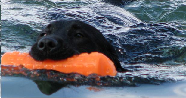 Picture of a dog retrieving in water
