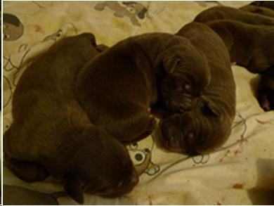 Picture of chocolate lab puppies