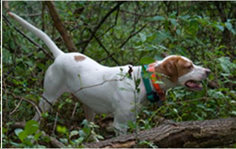 Picture of an english pointer
