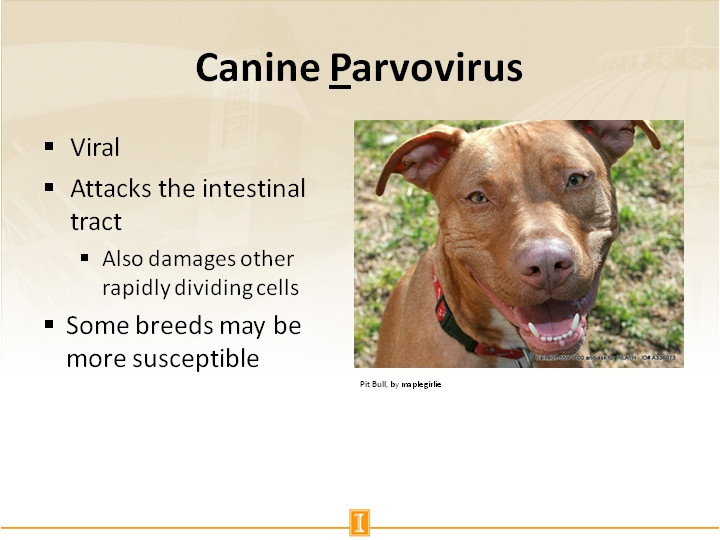 parvovirus disease in dogs