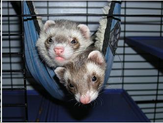 Photo of two ferrets in a pet hammock.