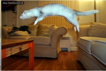 Photo of a ferret jumping from a couch to a table.
