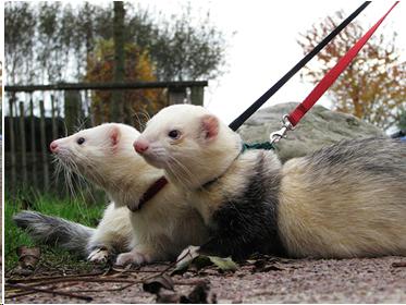 Photo of two ferrets on leashes going for a walk.