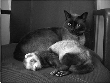 Photo of a sleeping ferret and a cat on a chair together.
