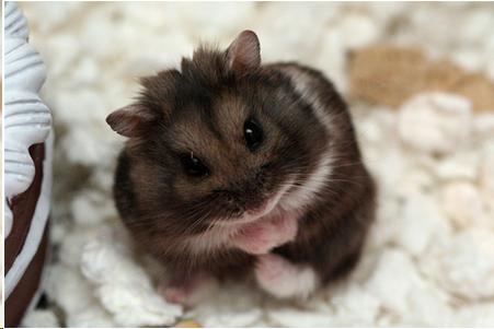 Picture of Hamsters