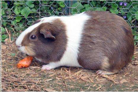 Picture of Guinea pigs