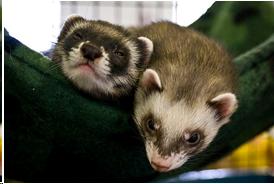 Picture of Ferrets