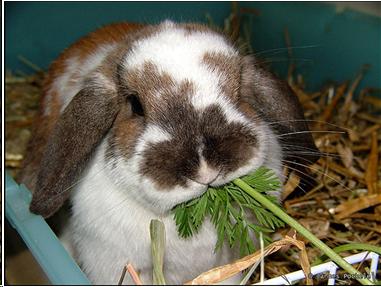 Photo of a rabbit eating carrot weeds.