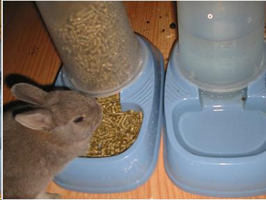 Photo of a rabbit eating from a pellet feeder.