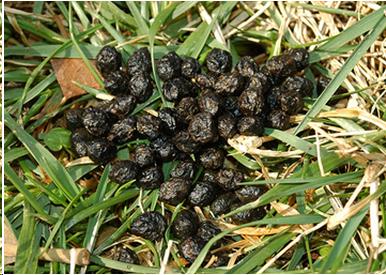 Photo of cecotropes in the grass.