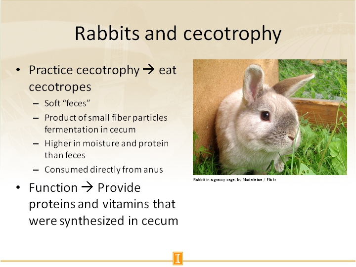 Rabbits and cecotrophy