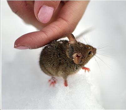 Photo of a field mouse next to hand attempting to pet him.