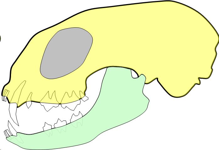 Picture of an adult cat skull