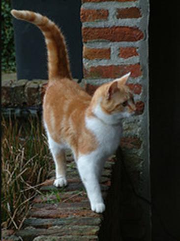 Hunt - Hunt Cat by Oskari