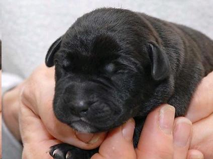 Picture of a newborn puppy