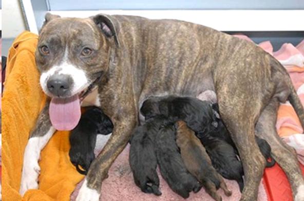 Picture of mother dam and her puppies