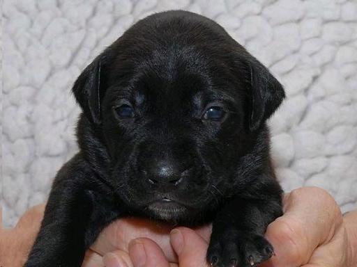 Picture of a 3 week old puppy