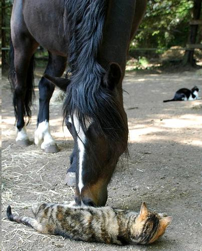 Picture of cat socializing with horse