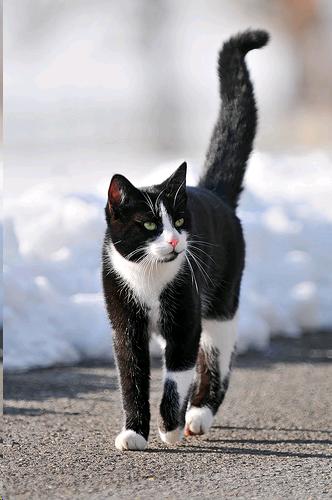 Picture of a cat
