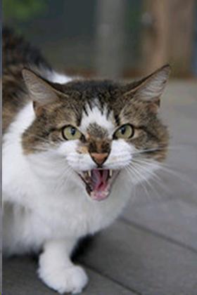 Picture of a screaming cat