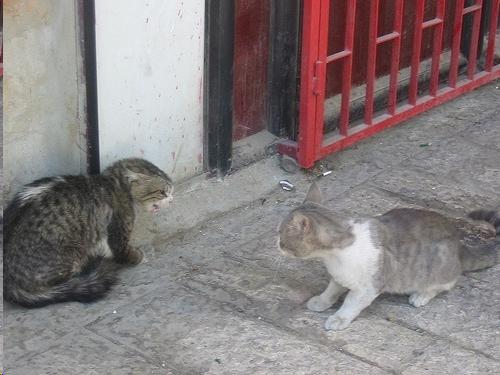 Picture of cat showing defensive behavior
