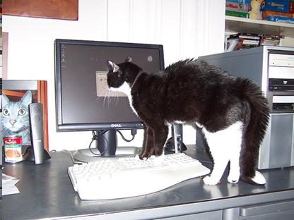 Picture of cat showing fearful behavior