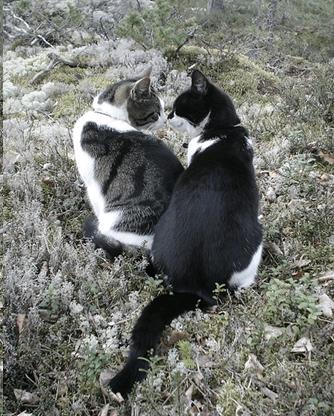 Picture of cats showing affiliative behavior