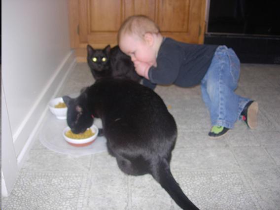 Picture of toddler and cats dining 