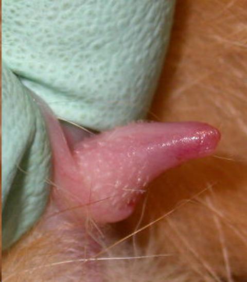 Cat Penis, by Many Cats 4 Me. 