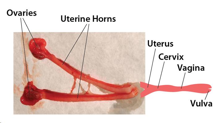 Female cat Anatomy