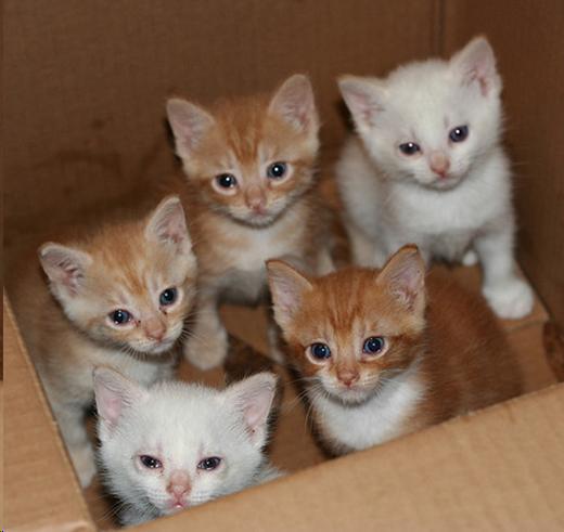 A Box Full of Kittens