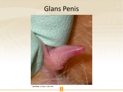 Of cat penis pics How to