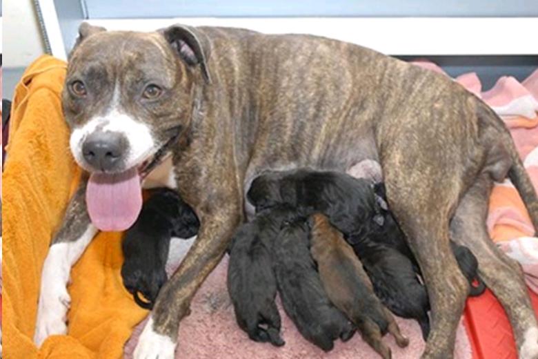The Dam and Her Puppies