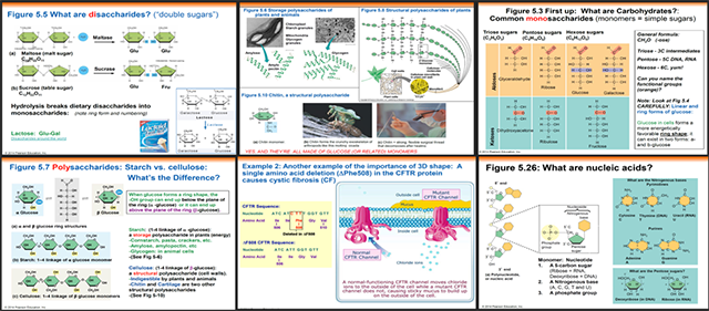 A sample of six PowerPoints out of 500 for the course demonstrating the complexity of the materials. Each slide had 5 or more illustrations along with considerable text labeling. The illustrations are of chemical diagrams, DNA strands, etc.