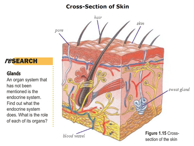 A complex 3 dimensional cutaway drawing of the human skin with all kinds of biological systems represented. It's difficult to determine what to say about the figure making a text description inadequate due to the need to describe shapes, spacial info, etc.