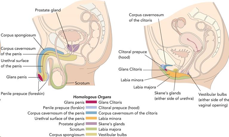 homologous organs