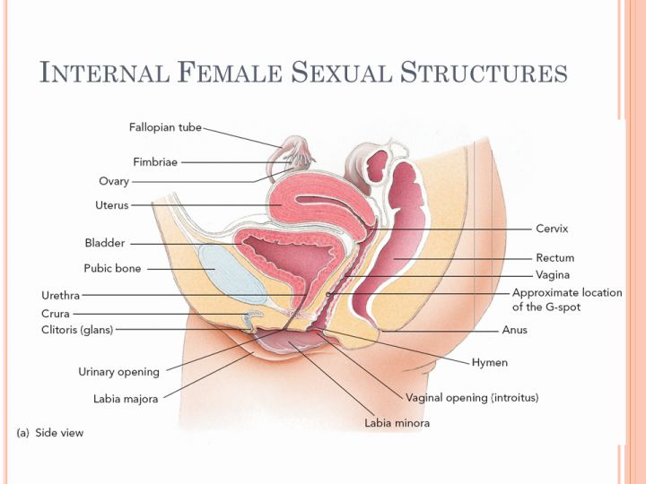 How pregnancy happens female organs. 