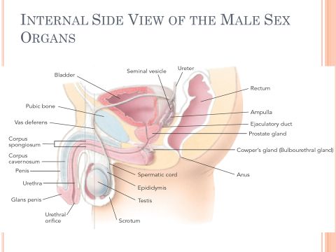 Homologous organ to vagina in males â€” Big Tits Porn