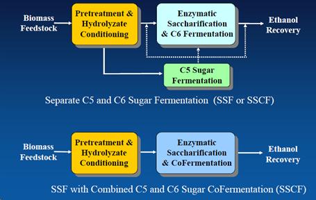 simultaneous saccharification and fermentation