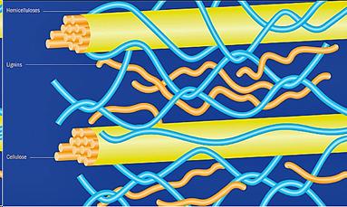 lignin cellulose hemicellulose.jpg