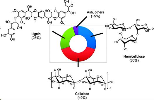 Ligning, cellulose, and hemicellulose.jpg